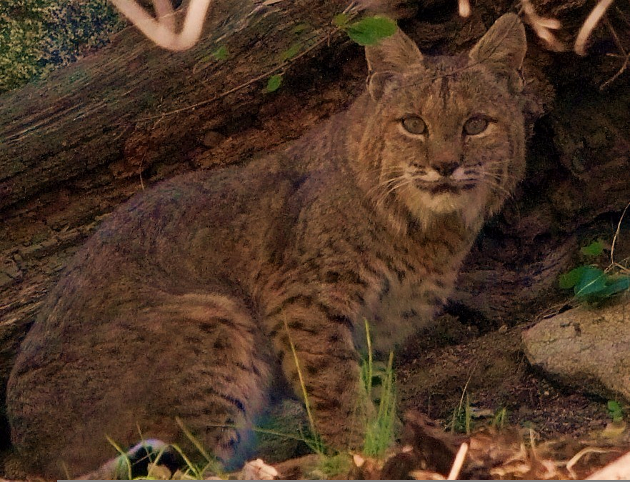 Wild_Bobcat