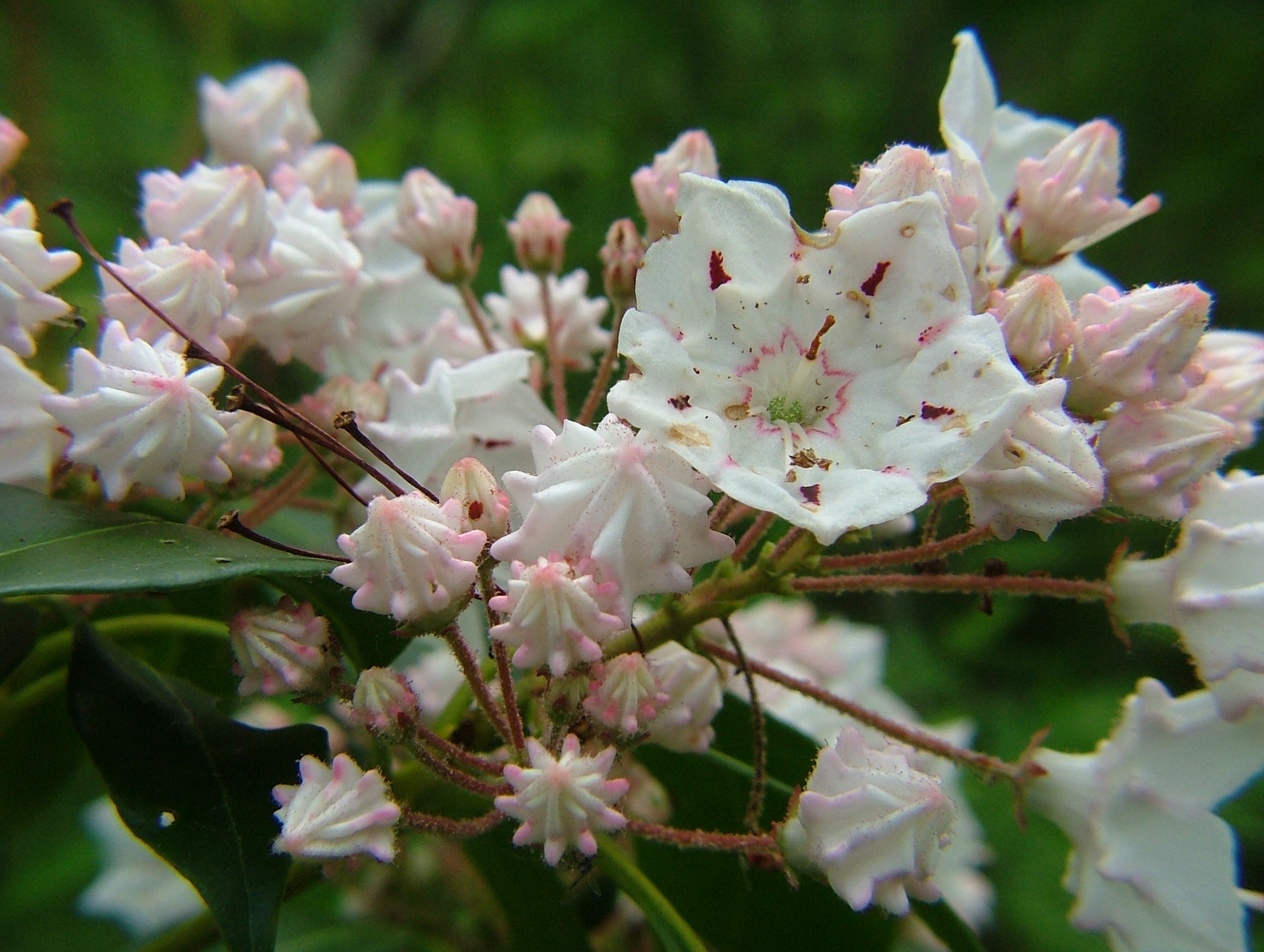 Mountain_Laurel_b_06012008
