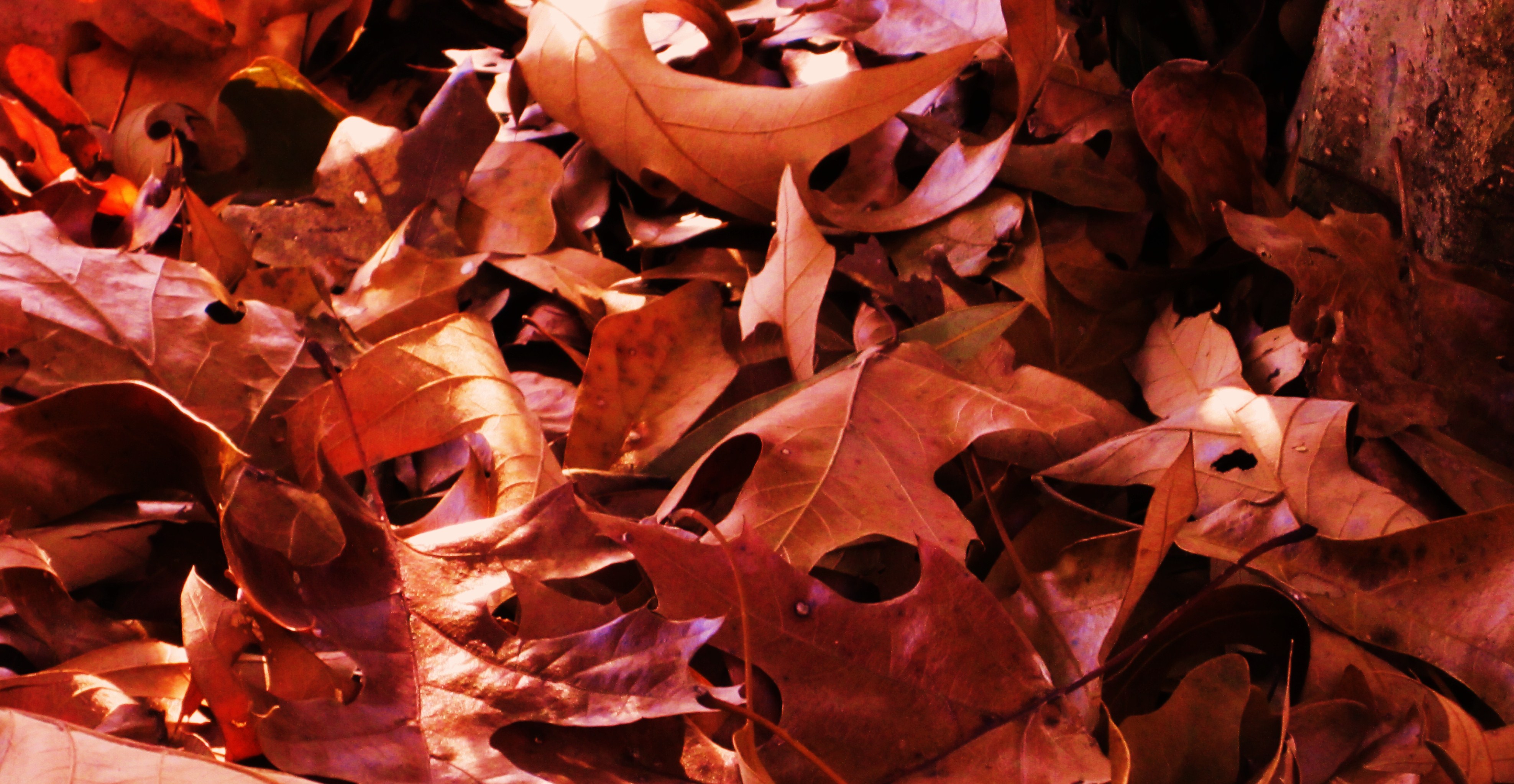 leaves 018