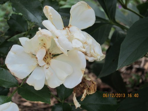 deadheading 013