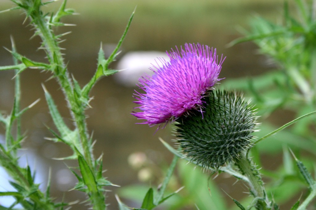 thistle