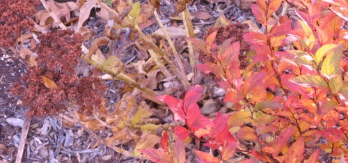 spirea 002